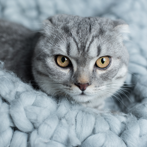 Cómo proteger a tus gatitos del frio